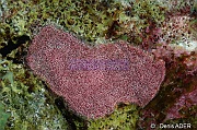 Trematooecia aviculifera Bryozoaire dents saignantes-Bonaire Keepsake-22m-20180221-Denis-ADER-DSC_7230_tn